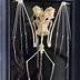 Image result for Bat Skeleton Detail