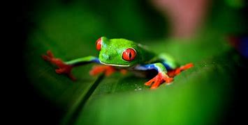 Image result for Frog Background for Xbox