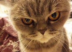 Image result for Unico Cat Angry