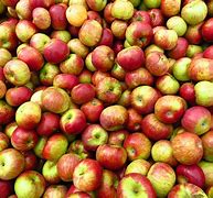 Image result for variety apples