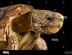 Image result for Homopus areolatus
