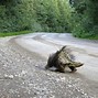 Image result for Porcupine Tracks