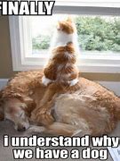 Image result for Memes Dog and Cat Compare