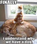 Image result for Funny Cat and Dog Memes