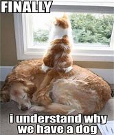 Image result for Cats V Dogs Meme