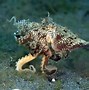 Image result for Amazing Octopus