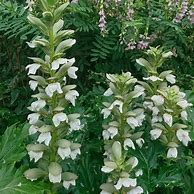 Image result for Acanthus mollis Rue Ledan