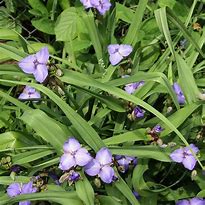 Image result for Tradescantia andersoniana J.C. Weguelin