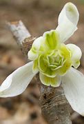 Image result for Galanthus Lady Fairhaven
