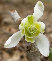 Image result for Galanthus nivalis Lady Elphinstone