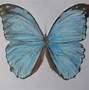 Image result for Realistic Butterfly