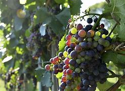 Image result for Wine and Grapes