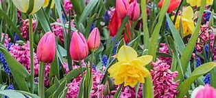 Image result for Popular Spring Flowers