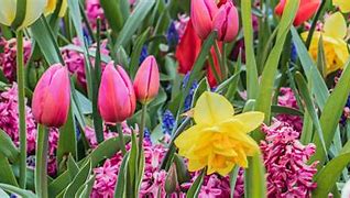 Image result for Most Popular Spring Flowers