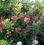 Hydrangea paniculata Early Sensation に対する画像結果