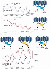 Image result for Hek 293 Pane Thermo