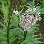 Image result for Valeriana officinalis (VALERIAAN)