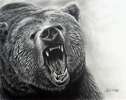 Image result for bear face sketch