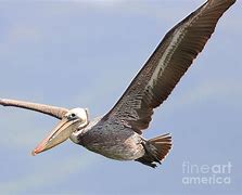 Image result for Brown Pelican Flying