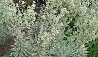 Image result for Euphorbia corollata JS Chique