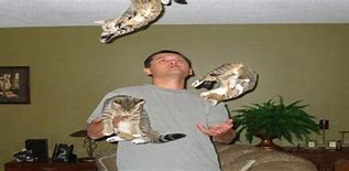 Image result for Cat Juuling