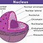 Image result for Animal Cell Diagram