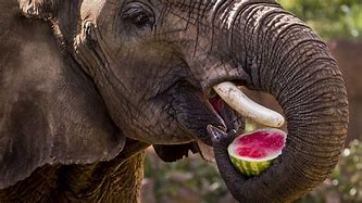 Image result for Animal Eat Fruit
