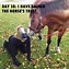 Image result for Cute Funny Horse Memes