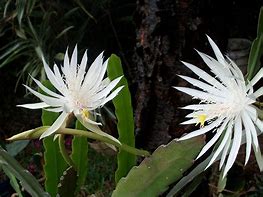 Image result for Orchid Cactus