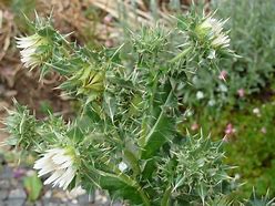 Image result for Berkheya cirsiifolia