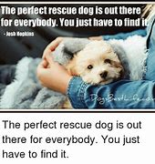 Image result for Rescue Dog Meme