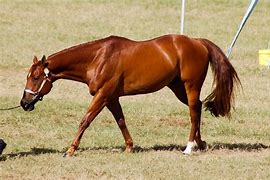 Image result for Chestnut Quarter Horse Barrel Racing