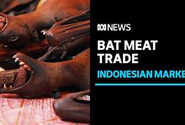 Image result for Bat Meat
