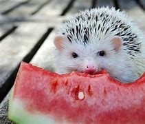 Image result for Baby Hedgehog Eating