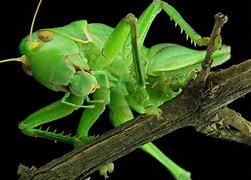 Image result for Chinese Medicine Cricket