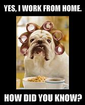Image result for Trying to Work From Home Meme
