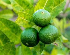 Image result for Red Lime Tree