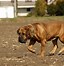 Image result for African Bull Mastiff Dog