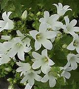 Image result for Campanula lactiflora White Pouffe