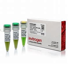 Image result for Invitrogen 1 KB Plus DNA Ladder