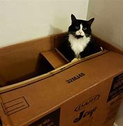 Image result for Cat Moving Box