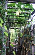 Image result for Grow Squash Vertically