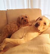 Image result for Cuddling with Puppy