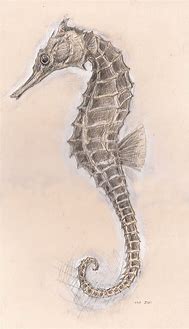Image result for Seahorse Drawing