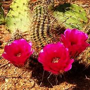 Image result for Arizona Summer Flowers