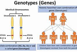 Image result for Genotype-Phenotype Allele