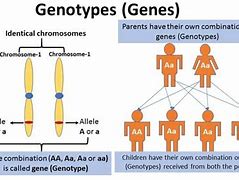 Image result for Recessive Genotype Example