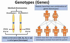 Image result for Genotype