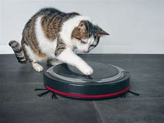 Image result for Cat On Robot Vacuum Meme