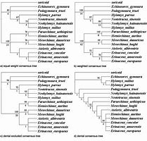 Image result for Phylogenetic Tree of Family Erinaceidae